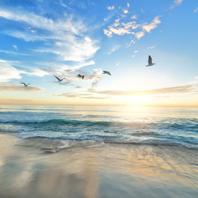 Ocean Waves With The Sound of Birds Chirping Relaxing Sounds For Sleep, Focus, Study - White Noise