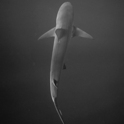 EP6- RIPPED TO SHREDS BY A SHARK