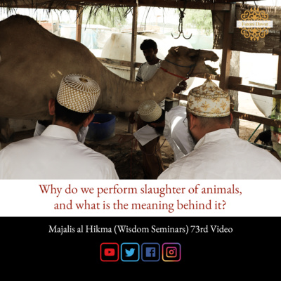 Why do we perform slaughter of animals, and what is the meaning behind it? (English) - Majalis al Hikma
