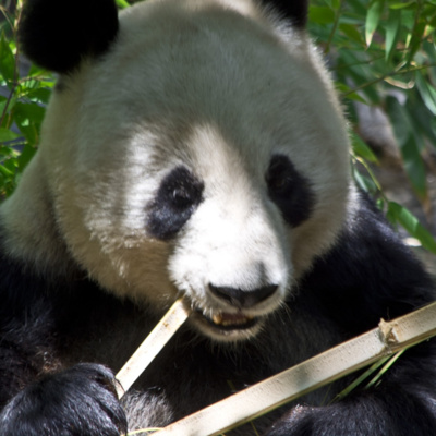 Bambo the Panda 