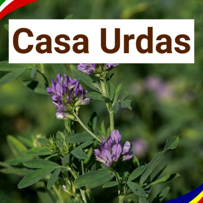 ALFALFA | Unghie e capelli fragili?