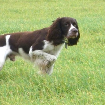 Spaniel (French)