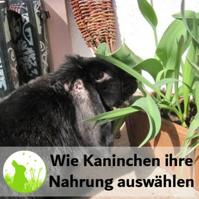 Kaninchen fressen sich gesund