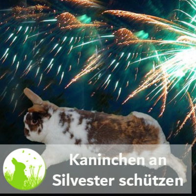 Kaninchen an Silvester schützen