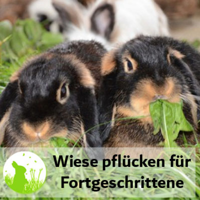 Wiese pflücken für Fortgeschrittene