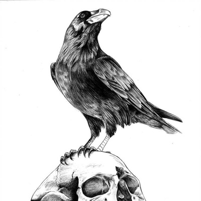 5300 Sketsa Gambar Burung Gagak Terbaik