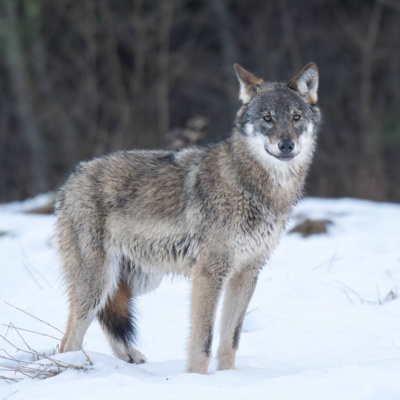 Asociación por la Defensa del Lobo y el Oso en el Pirineo