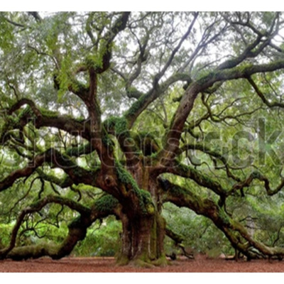 Live Oak Living