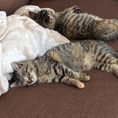 うちのてんとびびがかわいい うちのてんとびびがかわいい