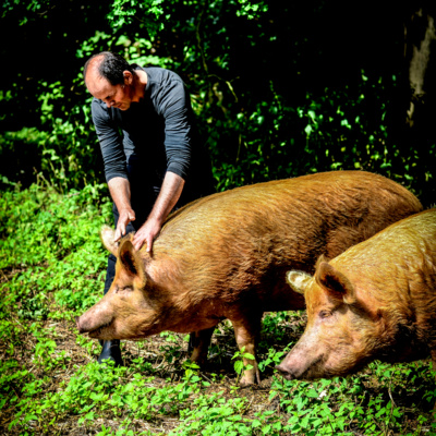 Pier review met Jos Willemsen - syntropische landbouw en agroforestry