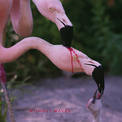 ALBUM REVIEW: Without Waves – Comedian  episode artwork