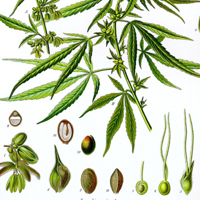 Canabinoides - Psicofarmacologia