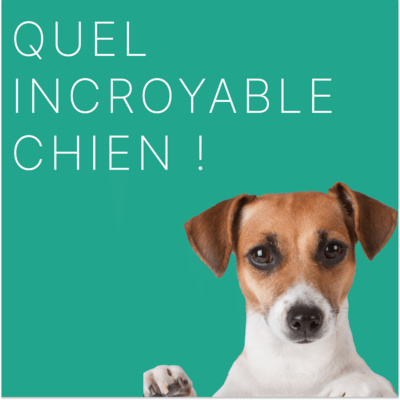 épisode 0 - Bienvenue sur Quel Incroyable Chien ! épisode 0 - Bienvenue sur Quel Incroyable Chien !