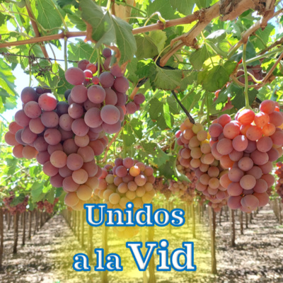 Unidos a la Vid
