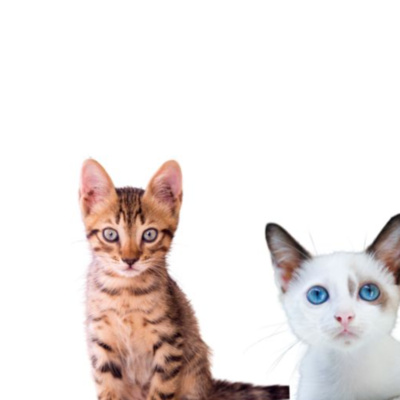Jelly bean the Cat : The Adventures of Whiskers and Fluffy Adventure Book      Available for free on Kindle Books