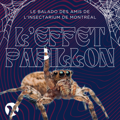 1. Les talents cachés des araignées 🕷️🕸️
