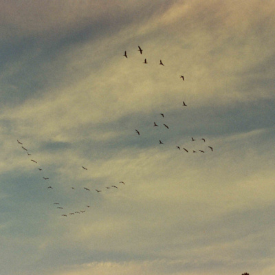 Introduce the Goose Introduce the Goose