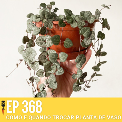 #368 - Como e quando trocar planta de vaso - Rapidão Casa