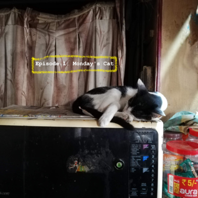 Monday's Cat