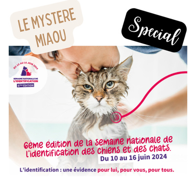 Spécial : pourquoi est-il important de faire identifier son chat ?