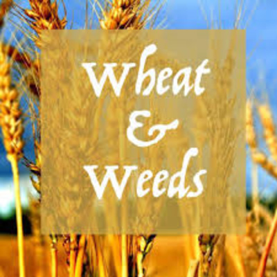 ARE YOU THE WHEAT OR THE WEED? JULY 19 2020 RCL A PROPER 11 s 3 ep 34