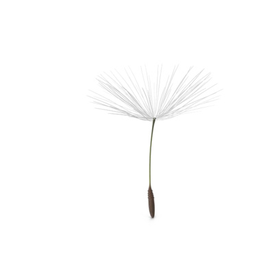 Dandelion episode artwork