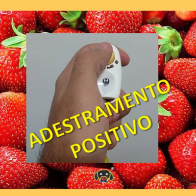 #015 Cãocentrado no Assunto - Adestramento Positivo