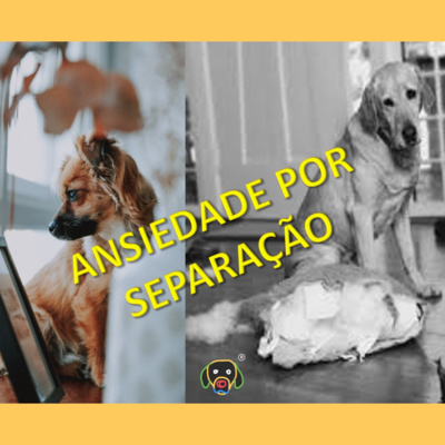 #033 Cãocentrado no Assunto - Ansiedade por Separação