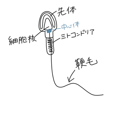 全人類へ 人生のホップステップジャンプ的なこと 21年7月2日 By ハーフと純ジャパ きれラヂ