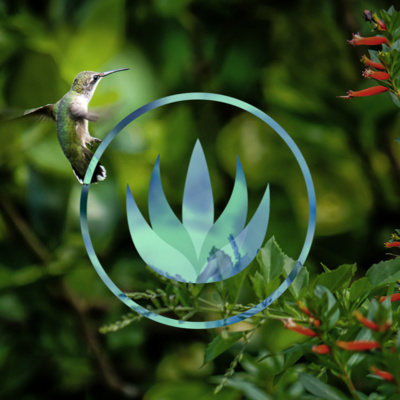 Soothing Forest Birds Singing & Chirping - Relaxing Sounds for Sleeping & Meditating - 1.30 hours long Soothing Forest Birds Singing & Chirping - Relaxing Sounds for Sleeping & Meditating - 1.30 hours long