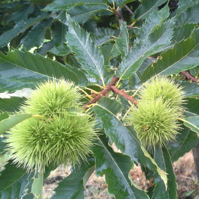 you\'re listening to radio revel