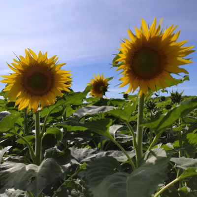 you\'re listening to radio revel