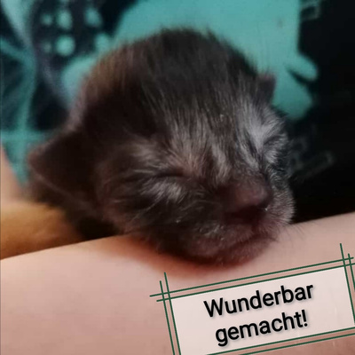 #9 Katzenbabys oder Wunderbar geschaffen! 