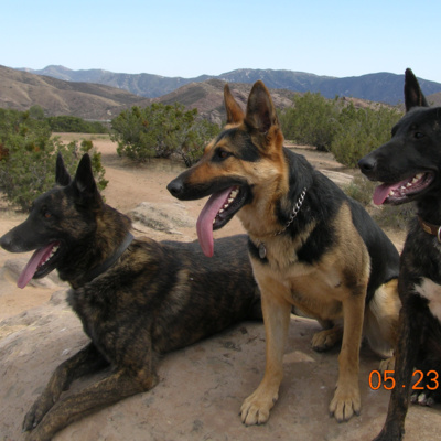 Death Investigation and the Human Remains Detection K9 with Col. Annette R. GrandPre (ret.) 