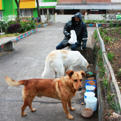 RADIO ANIMALISTA ACTIVISTA