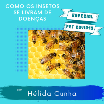 06# PET COVID-19 Como insetos sociais se livram de doenças - Hélida Cunha