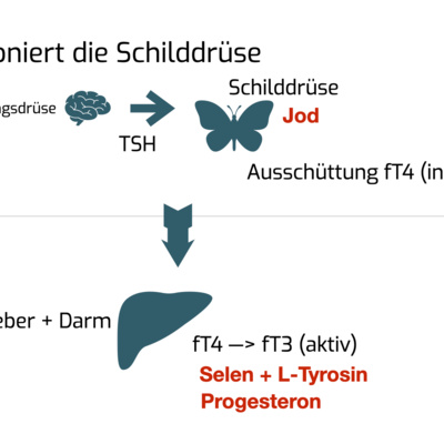 35_Funktion der Schilddrüse und Bildung von T3