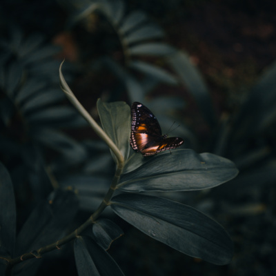 1. Conversations about Corona Cocooning and Spaciousness