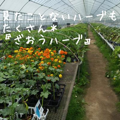 65 / ハーブと暮らす、緊張の日々が始まりました。