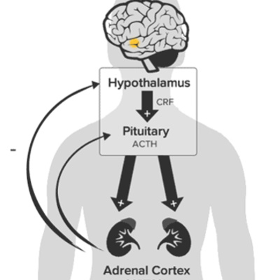 cover of episode Hypothalamus-Pituitary axis (2021)