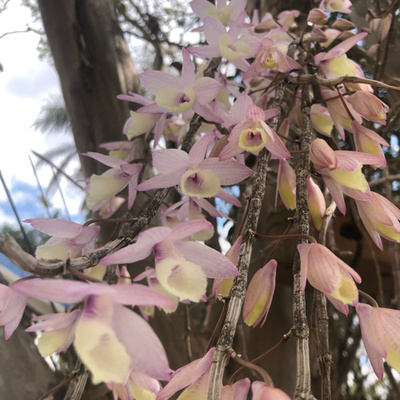 Poemas nascidos da contemplação das belezas e lições da Natureza.