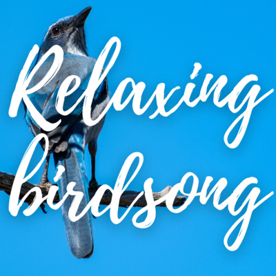 Relaxing sounds of real Birdsong