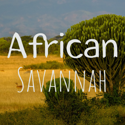 Sounds of the African Savannah