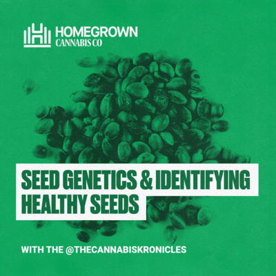 The Importance of Genetics and Identifying Healthy Cannabis Seeds