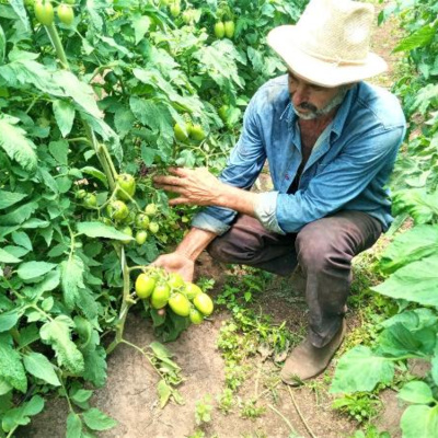 Homeopatia na agricultura traz benefícios para o produtor, a baixo custo