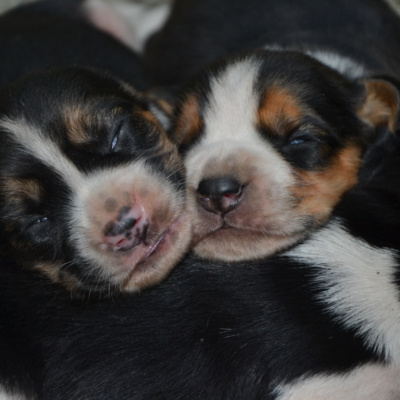 Internet Puppy Sale Scams On The Rise