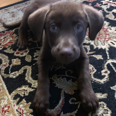 Welcome Chip To The Family