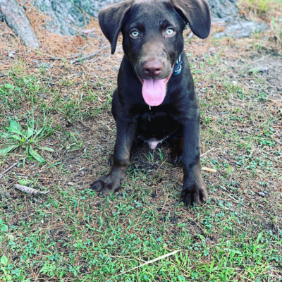 Dufresne Park pet owners should control aggressive pets on leash