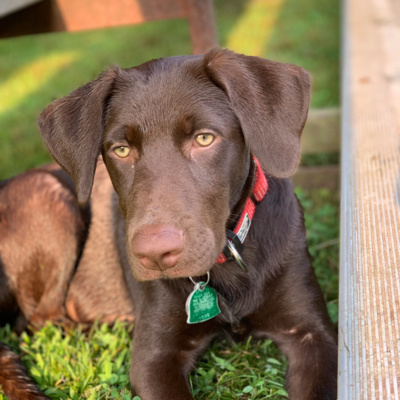 ESA regulations needed to stop Scammers.