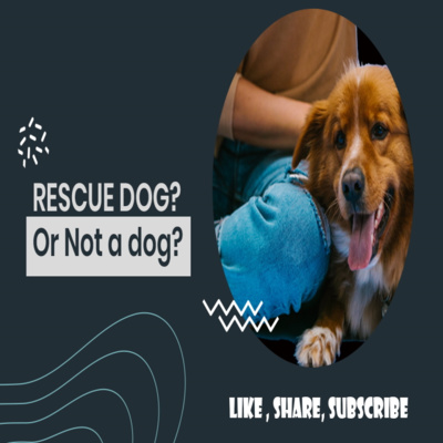  Random Thoughts - Rescue a dog or something else?